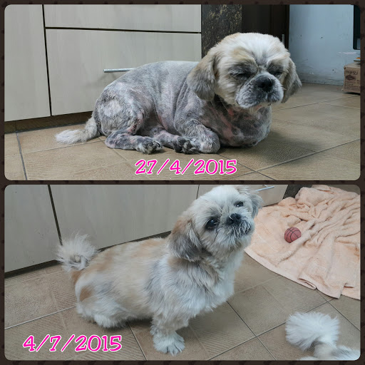 Klinik Haiwan Menglembu