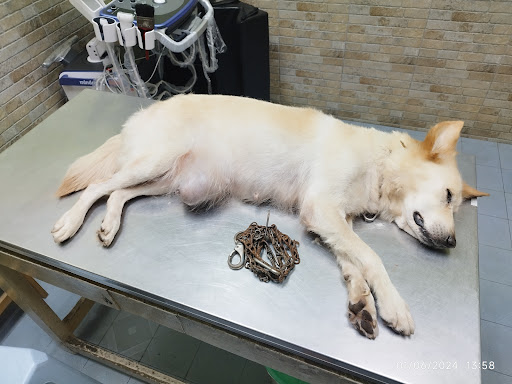 Ipoh Garden Animal Clinic