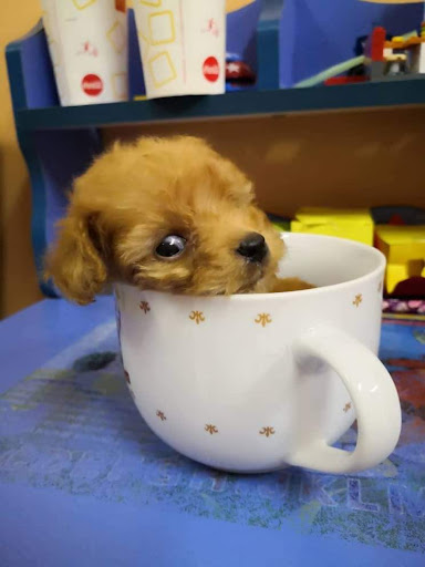 Silver Land Pets Care & Veterinary Surgery