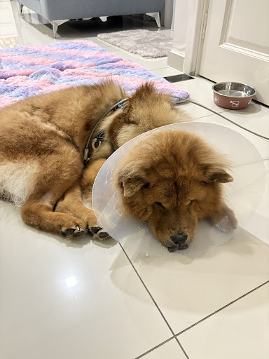 Furs & Paws Veterinary Clinic