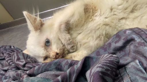 Klinik Haiwan & Surgeri 'My Pets'