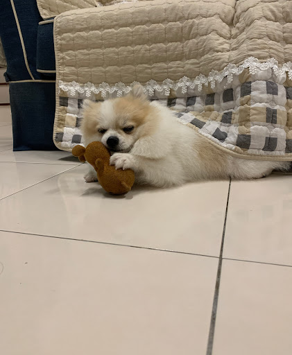 Klinik Tee Veterinary