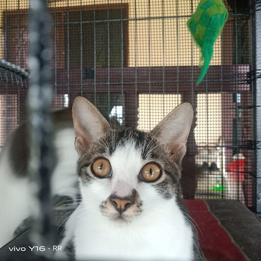 Kitty Cat Veterinary Clinic & Surgery