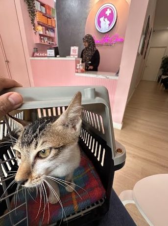 heaven veterinary clinic hvc bangi