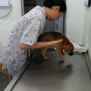 j avenue veterinary clinic