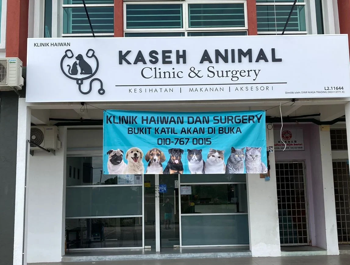 kaseh animal clinic surgery