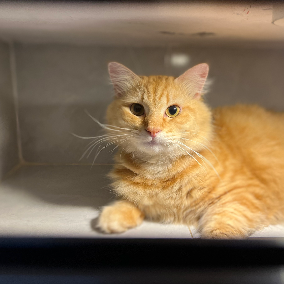 kittys cottage klinik haiwan dan surgeri bandar puteri klang