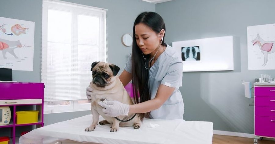 klinik anjing terbaik di lidung jelo