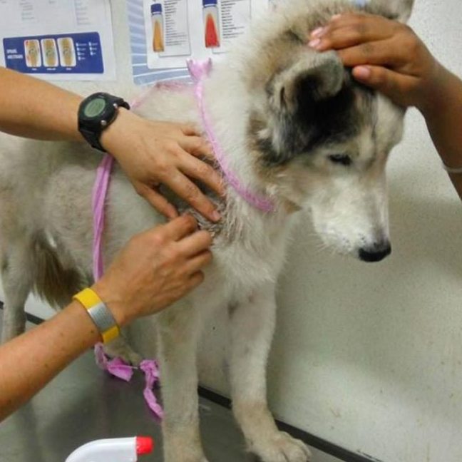 klinik anjing terbaik di melaka