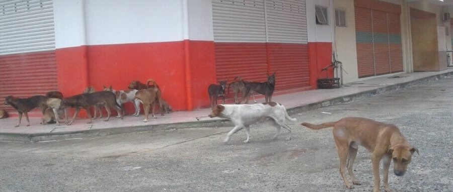 klinik anjing terbaik di semporna