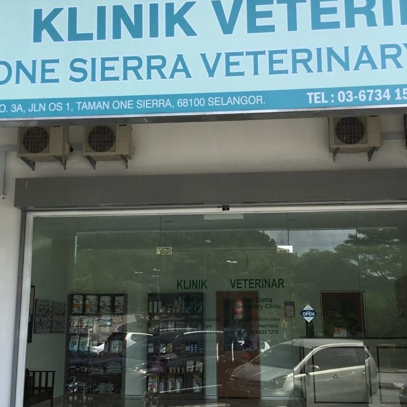 klinik anjing terbaik di teluk intan