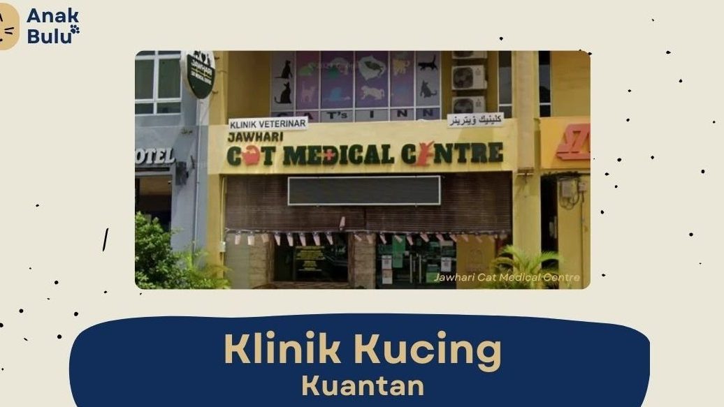 klinik haiwan beserah cat only