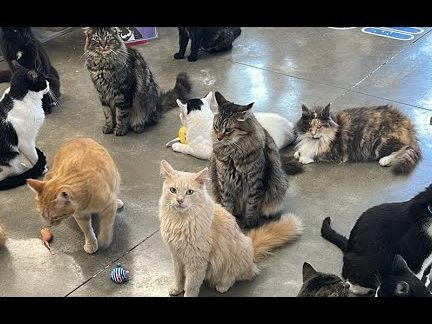 little ain catshouse