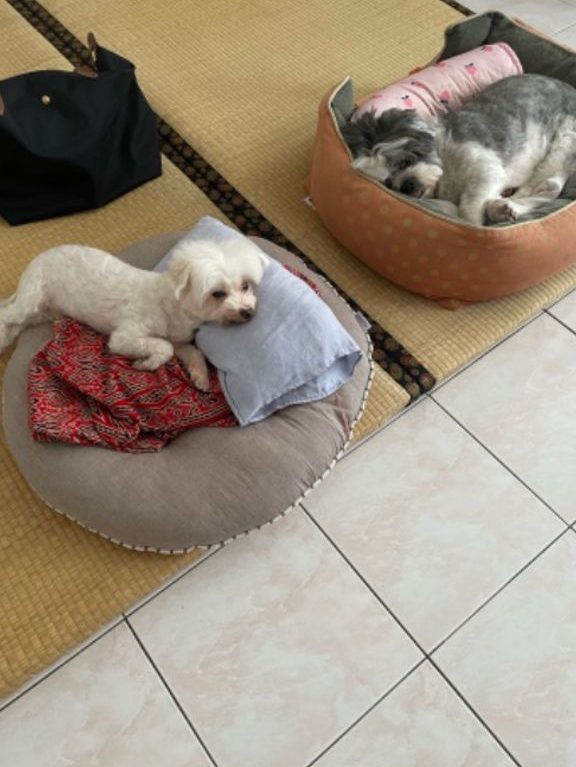 mamamia pet sitter dog hotel kota bharu