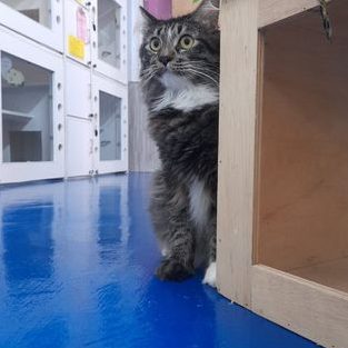 meow cabin cat hotel