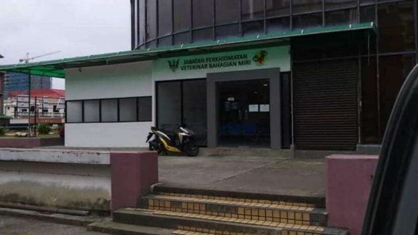 miri veterinary department dvs pejabat perkhidmatan veterinar bahagian miri
