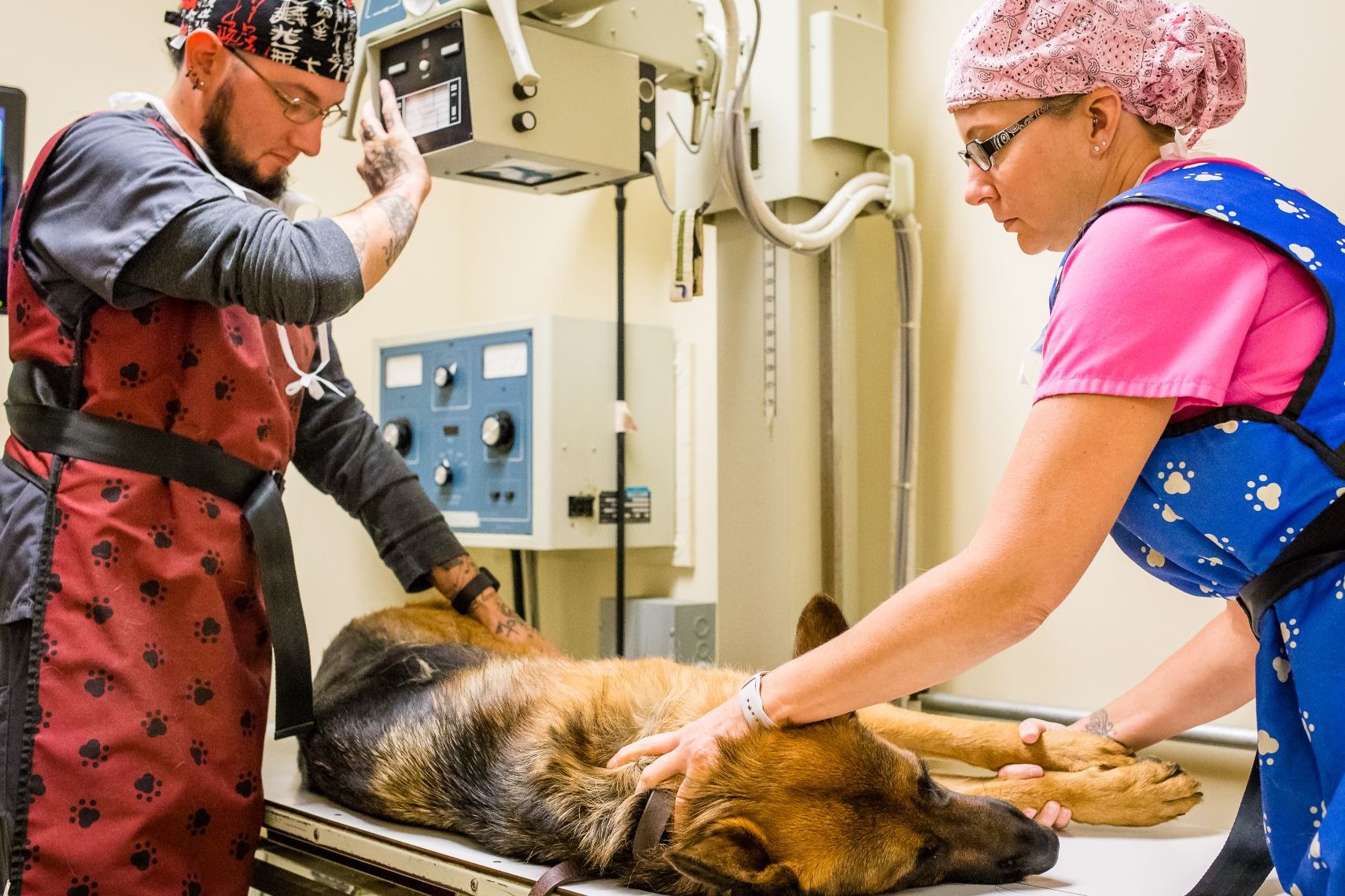 mvet animal clinic and surgery