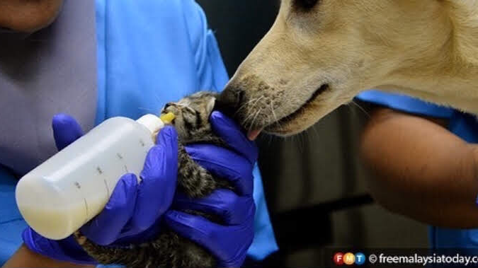 ohana veterinary clinic surgery ttdi