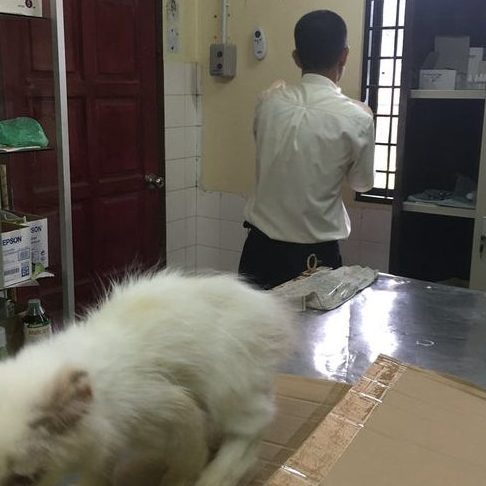 pejabat perkhidmatan veterinar daerah yan