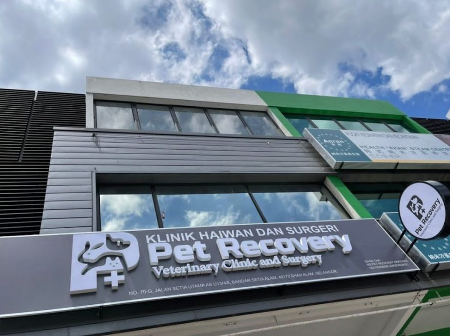 pet recovery veterinary clinic and surgery