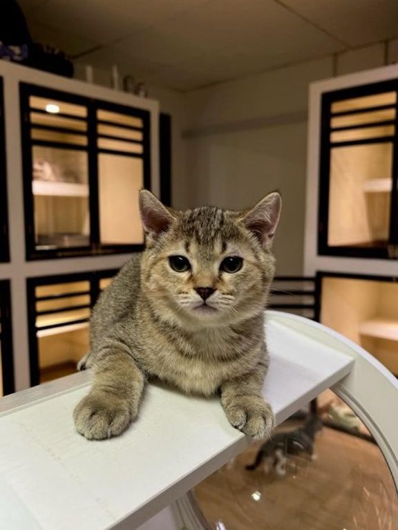 petsvalley kennel puchong e5beaee588a9e5aea0e789a9e993ba pet hotel grooming daycare boarding retail