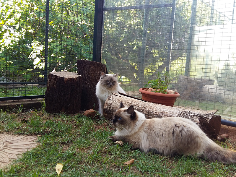 purrfect palace hotel grooming