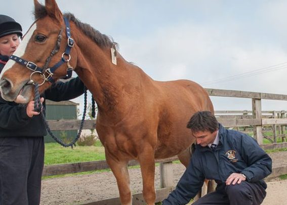 rasah veterinary clinic r v c