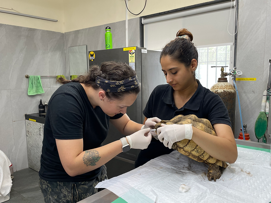resq veterinary clinic