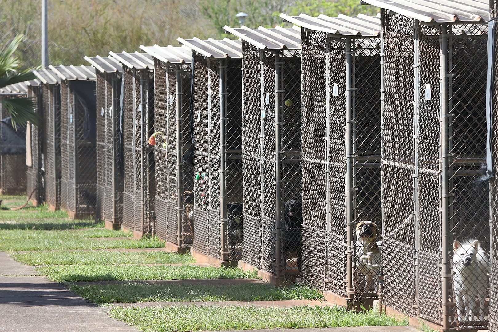 small animal quarantine station veterinary pujut miri