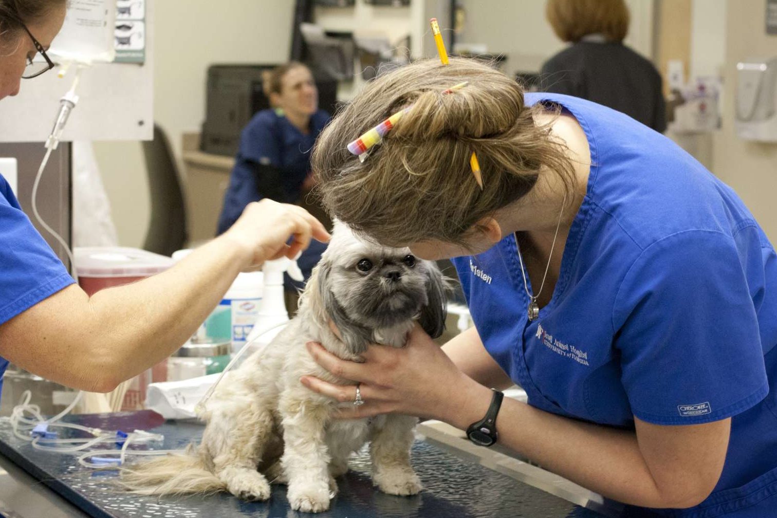 small animals veterinary medical center