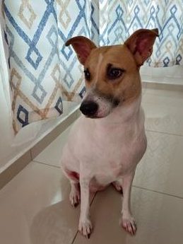 tampin pets clinic hotel