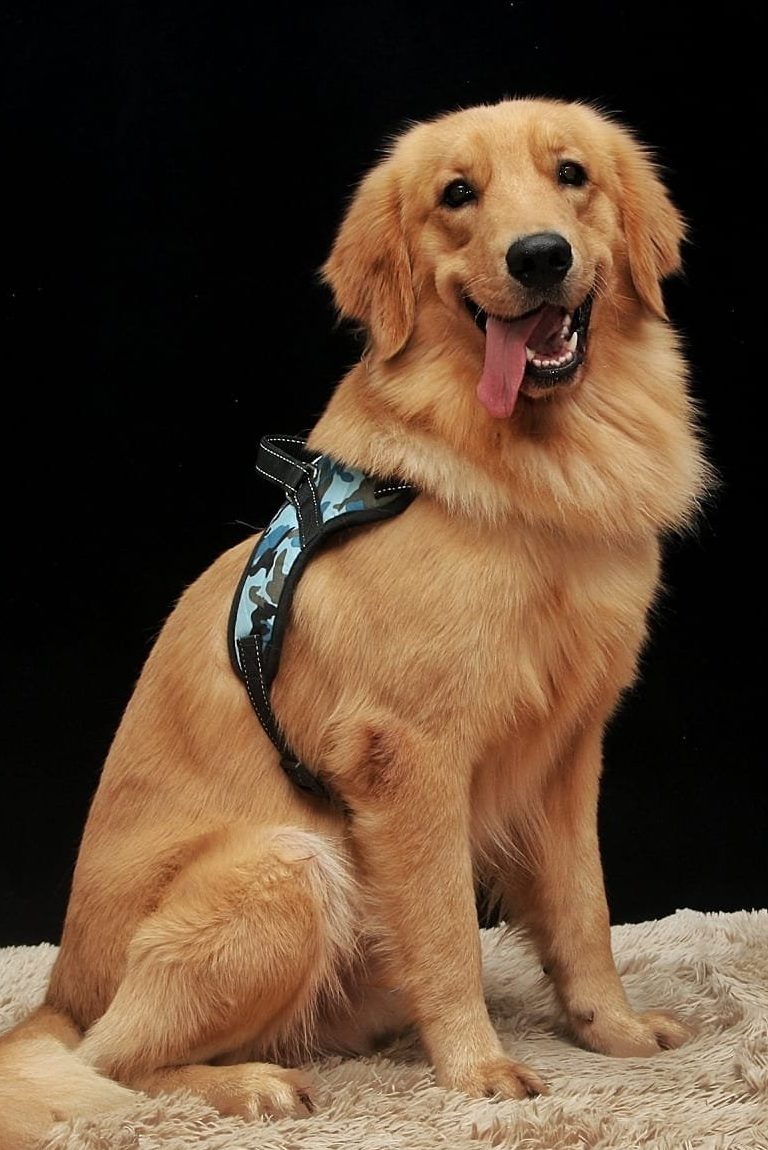 the pets masters