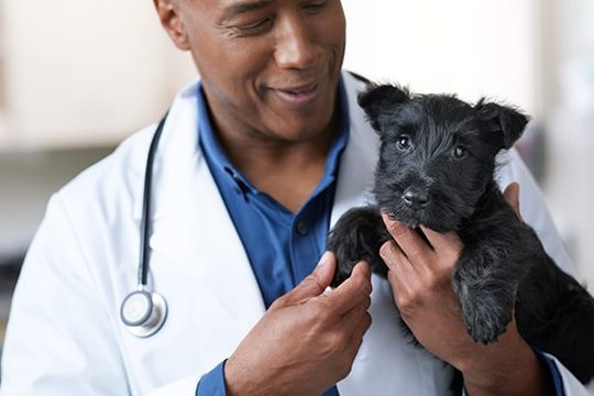 vet on care animal clinic and surgery