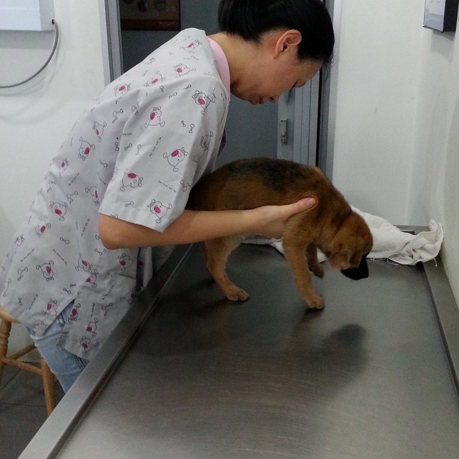 veterinary skills centre pahang state