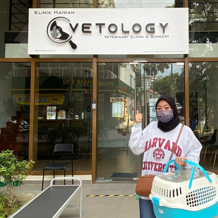 vetology veterinary clinic and surgery