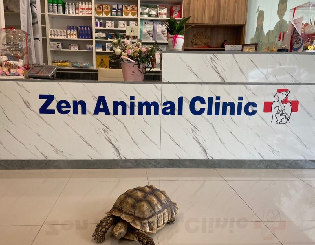 zen animal clinic dog cat and exotic clinic